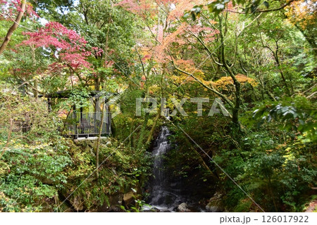 湯河原町　万葉公園湯河原惣湯川の道と紅葉と千歳川 126017922