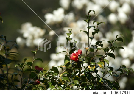 鳥取 四季の散歩 春 桜 ひな祭り 鳥取 四季の散歩 春 桜 ひな祭り 126017931