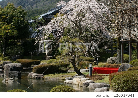 鳥取 四季の散歩 春 桜 ひな祭り 鳥取 四季の散歩 春 桜 ひな祭り 126017941