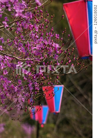 鳥取 四季の散歩 春 ツツジ 鳥取 四季の散歩 春 ツツジ 126018082