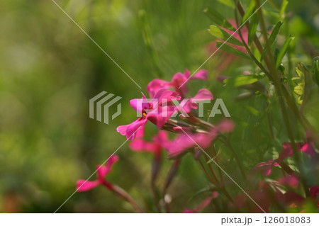 鳥取 四季の散歩 春 ツツジ 鳥取 四季の散歩 春 ツツジ 126018083