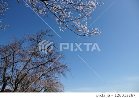 鳥取 四季の散歩 春 桜 ひな祭り 鳥取 四季の散歩 春 桜 ひな祭り 126018267