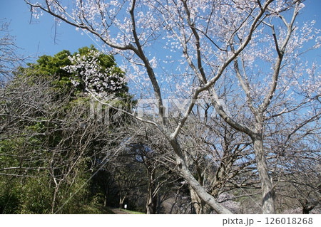 鳥取 四季の散歩 春 桜 ひな祭り 鳥取 四季の散歩 春 桜 ひな祭り 126018268