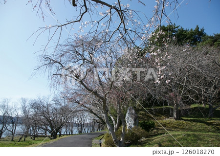 鳥取 四季の散歩 春 桜 ひな祭り 鳥取 四季の散歩 春 桜 ひな祭り 126018270