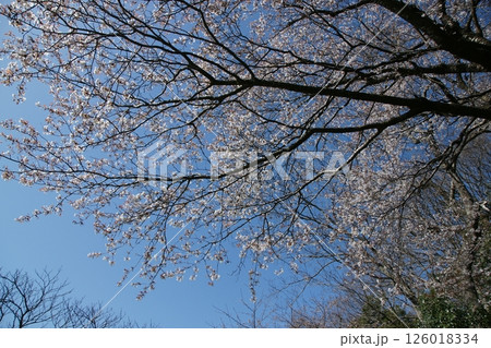 鳥取　四季の散歩　春　桜　ひな祭り 126018334