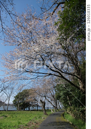 鳥取 四季の散歩 春 桜 ひな祭り 鳥取 四季の散歩 春 桜 ひな祭り 126018335