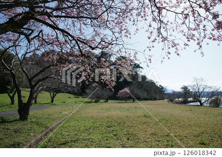 鳥取　四季の散歩　春　桜　ひな祭り 126018342
