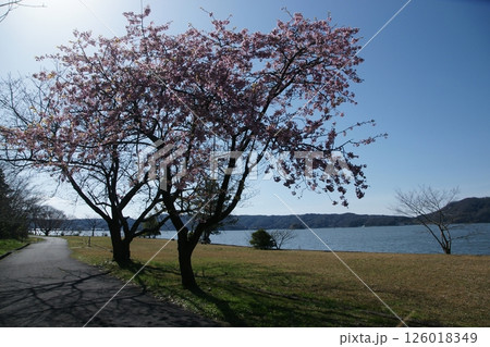 鳥取　四季の散歩　春　桜　ひな祭り 126018349
