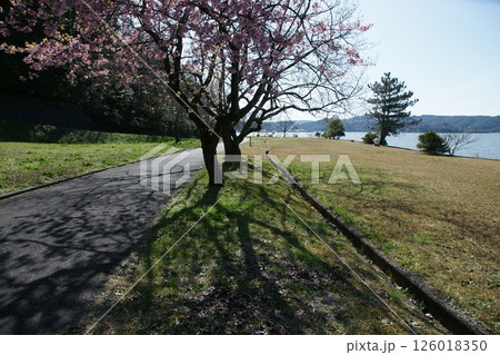 鳥取 四季の散歩 春 桜 ひな祭り 鳥取 四季の散歩 春 桜 ひな祭り 126018350