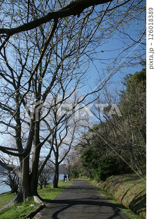 鳥取 四季の散歩 春 桜 鳥取 四季の散歩 春 桜 126018389