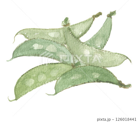 水彩で描いたフジマメ 126018441