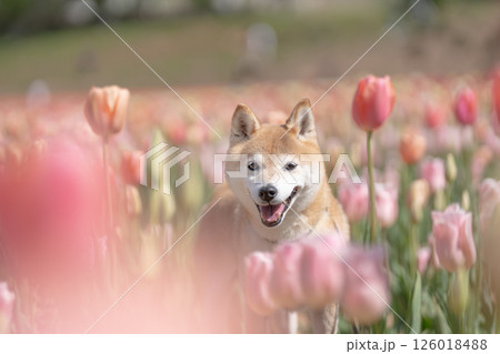 公園で.遊ぶ可愛い柴犬 柴犬茜 公園で.遊ぶ可愛い柴犬 柴犬茜 126018488