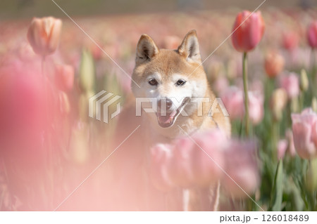 公園で.遊ぶ可愛い柴犬　柴犬茜 126018489