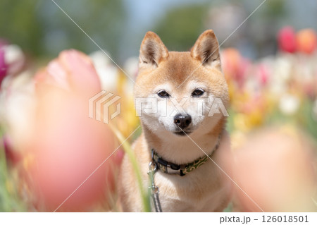 公園で.遊ぶ可愛い柴犬 柴犬茜 公園で.遊ぶ可愛い柴犬 柴犬茜 126018501