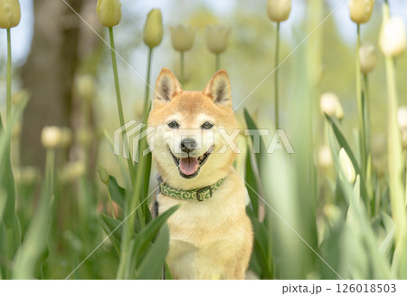 公園で.遊ぶ可愛い柴犬 柴犬茜 公園で.遊ぶ可愛い柴犬 柴犬茜 126018503