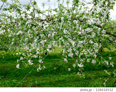 リンゴの花 126018532