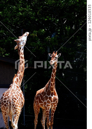 アミメキリン 126018535