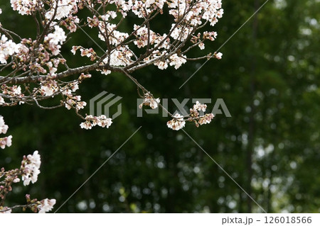 鳥取 四季の散歩 春 桜 竹 鳥取 四季の散歩 春 桜 竹 126018566
