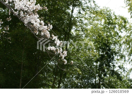 鳥取　四季の散歩　春　桜　竹 126018569