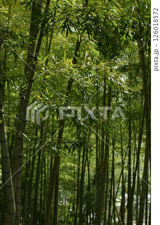 鳥取　四季の散歩　春　桜　竹 126018572