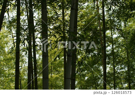 鳥取 四季の散歩 春 桜 竹 鳥取 四季の散歩 春 桜 竹 126018573