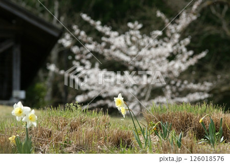 鳥取 四季の散歩 春 桜 竹 鳥取 四季の散歩 春 桜 竹 126018576