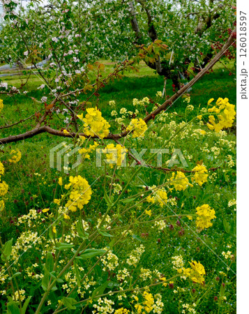 リンゴ畑の菜の花 126018597
