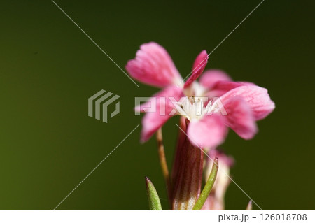 鳥取　四季の散歩　春 126018708