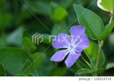 鳥取　四季の散歩　春 126018718