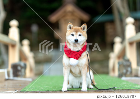 神社で佇む可愛い柴犬　柴犬茜 126018787