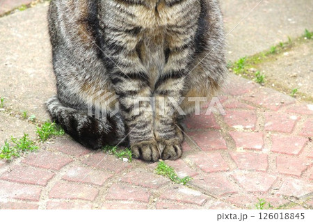 庭でくつろぐ地域猫のかわいい手 庭でくつろぐ地域猫のかわいい手 126018845