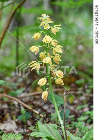 キエビネ キエビネ 126018856