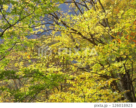 秋、黄色に紅葉した森の風景 126018923