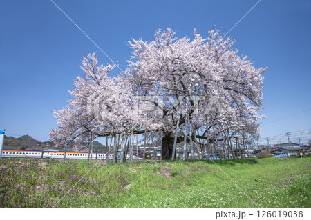 旭昇桜と新幹線 126019038