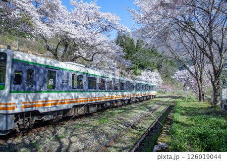 桜とローカル電車 126019044