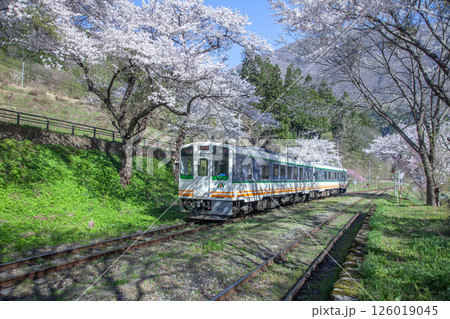 桜とローカル電車 126019045