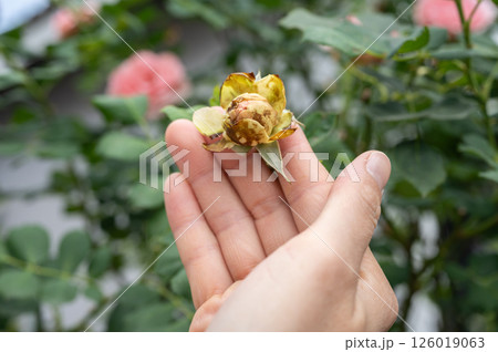 Gardener touching rose flower with Botrytis Blight problem. Gardener touching rose flower with Botrytis Blight problem. 126019063