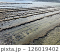 宮崎県青島の鬼の洗濯板2 126019402