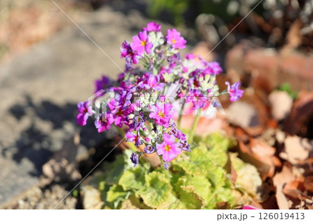 プリムラの花 マルコイデス プリムラの花 マルコイデス 126019413