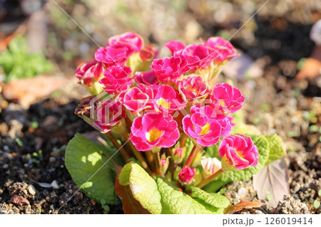 プリムラの花　ジュリアン 126019414
