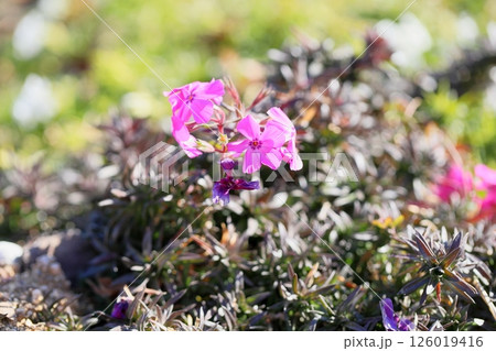シバザクラの花 シバザクラの花 126019416