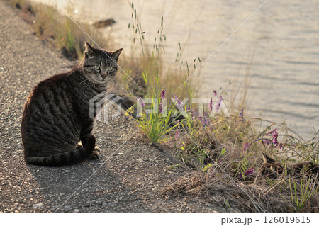 堤防で遊ぶとら猫 堤防で遊ぶとら猫 126019615