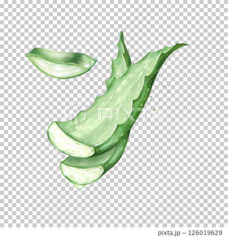 Illustration of fresh aloe vera leaves, hand-drawn illustration for health, wellness, and skincare themes. 126019629