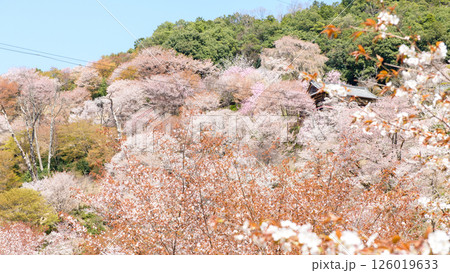 吉野山　美しい満開の中千本桜と如意輪寺　奈良県　 126019633