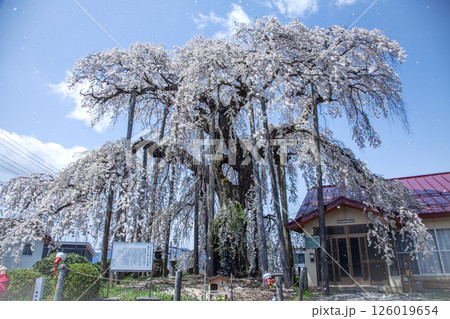 権現堂の枝垂れ桜 126019654