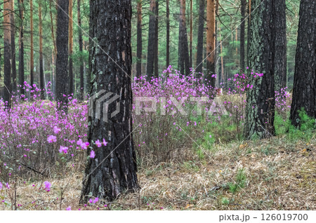 Flowering of Daurian Rhododendron (lat. Rhododendron dauricum) in the wild forest. Landscape. Plants of Eastern Siberia. Russia. 126019700