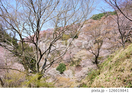 美しい満開の中千本桜を行く 奈良県 吉野 美しい満開の中千本桜を行く 奈良県 吉野 126019841