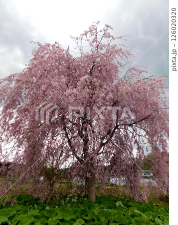 枝垂れ桜 126020320