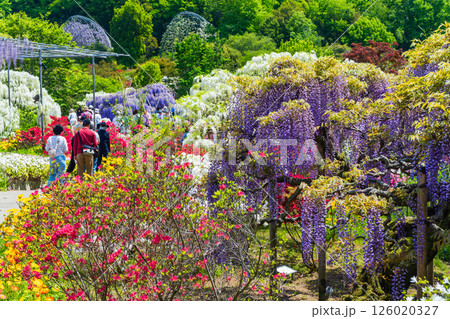 あしかがフラワーパーク 126020327