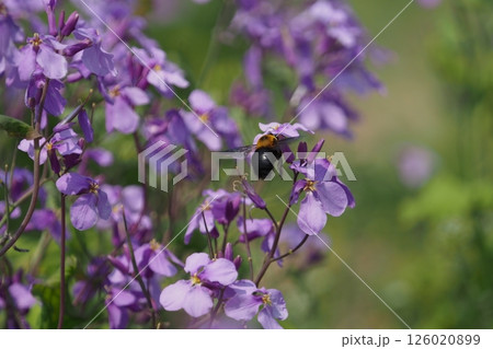 ムラサキハナナの花とマルハナバチ 126020899